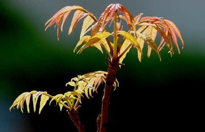 春食野菜正當(dāng)時(shí)：解鎖自然饋贈(zèng)的養(yǎng)生密碼(圖3)